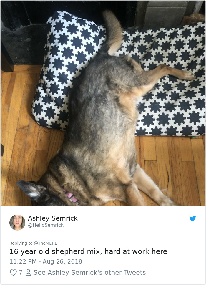 Failed-Working-Dog-Story-Twitter