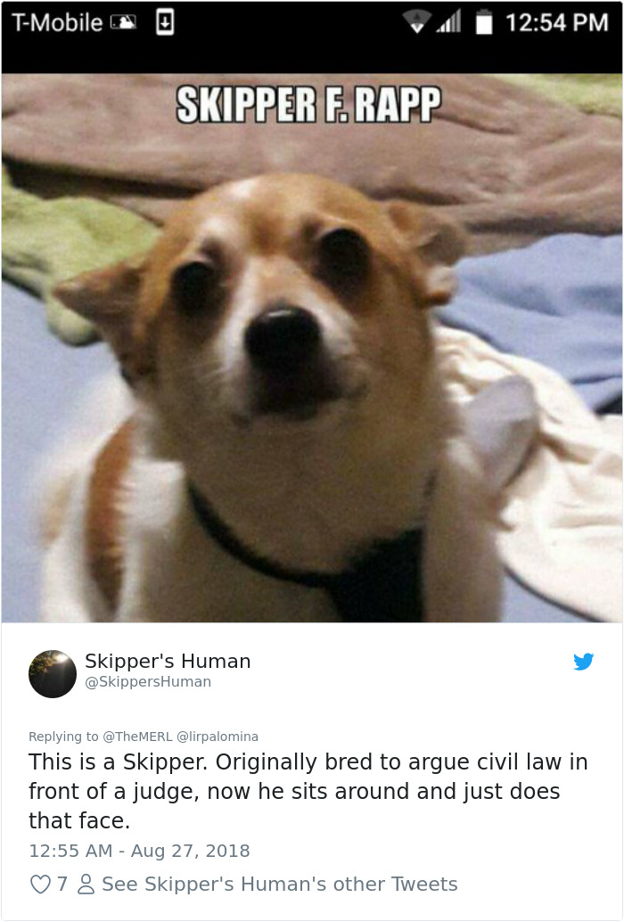 Failed-Working-Dog-Story-Twitter