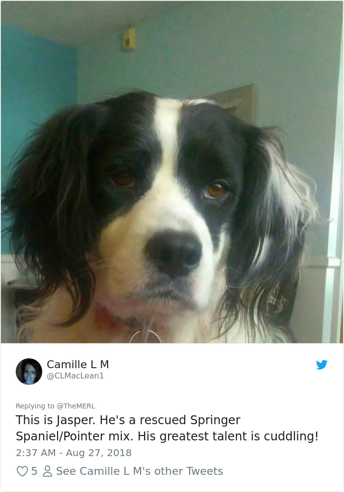 Failed-Working-Dog-Story-Twitter