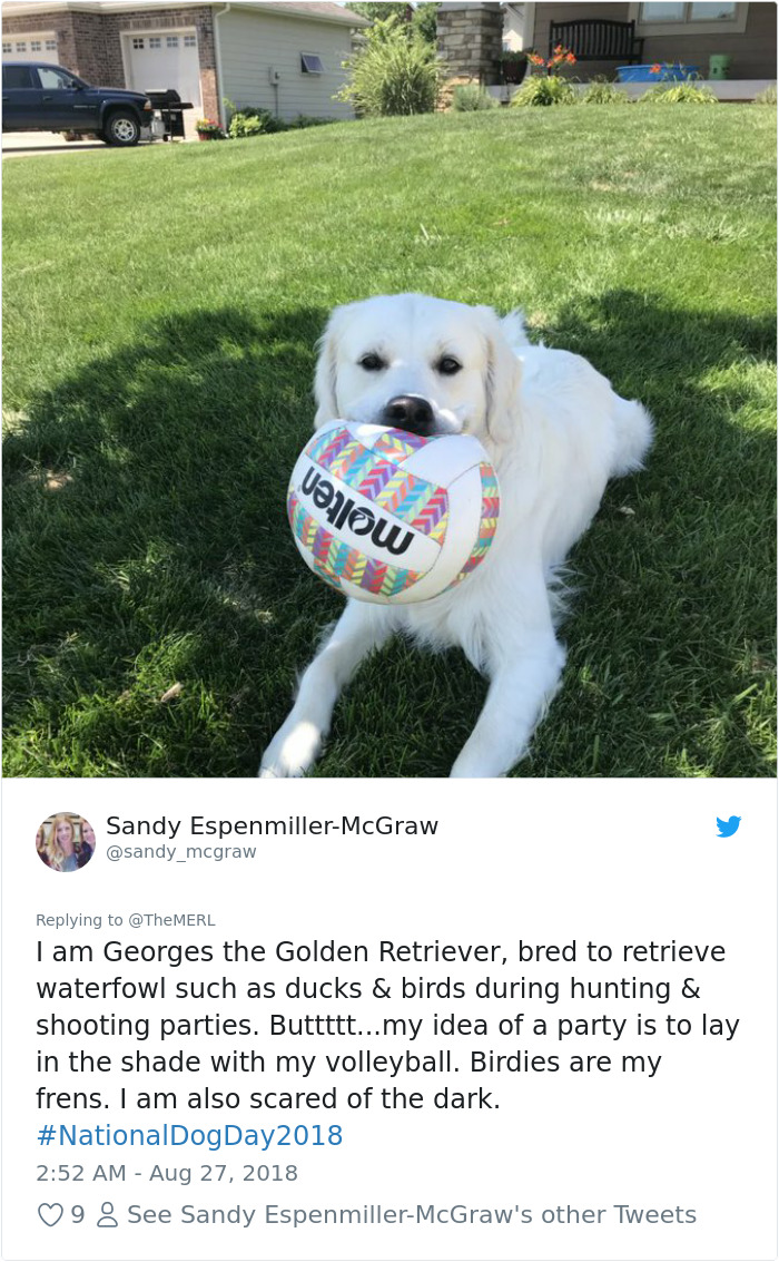 Failed-Working-Dog-Story-Twitter