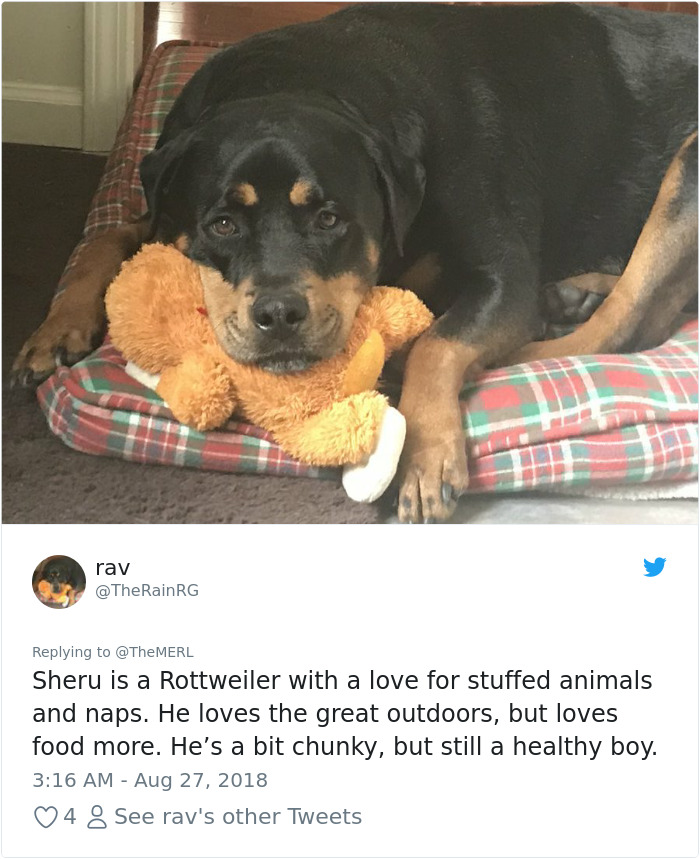 Failed-Working-Dog-Story-Twitter