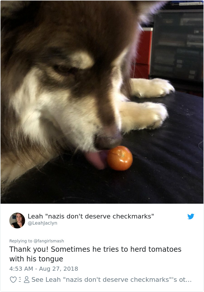 Failed-Working-Dog-Story-Twitter