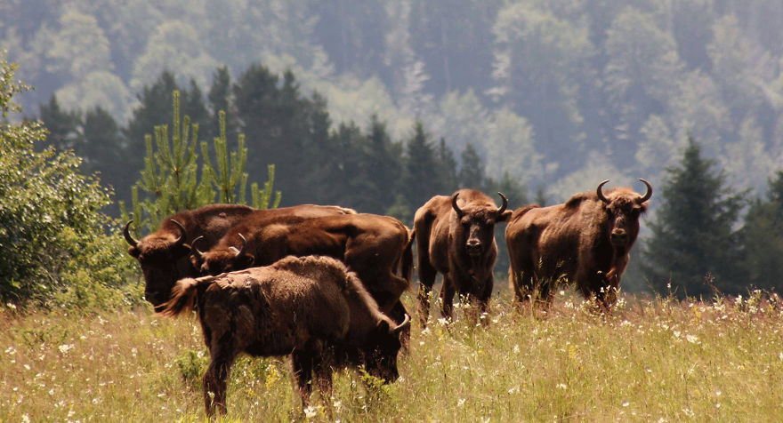 "Dragos Voda" Reserve: The Only Place In Europe Where You Can Meet Bisons In Freedom