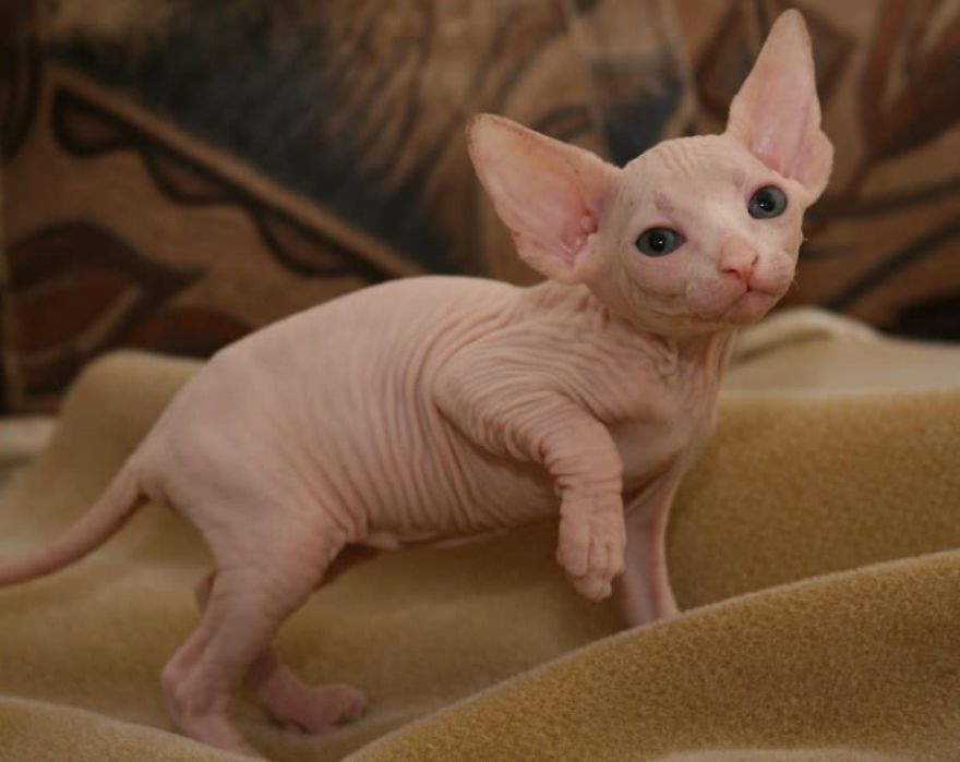 Hairless Kittens Or Adorable Little Aliens