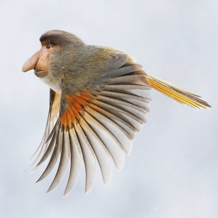 This Artist Creates New Species Of Animals With Photoshop And The Result Is Amazingly Funny