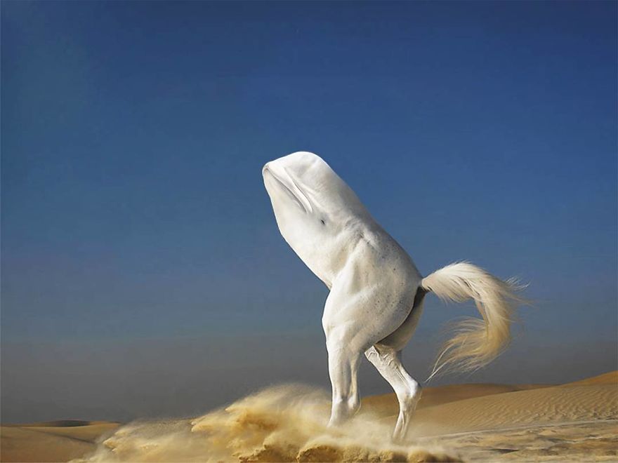 This Artist Creates New Species Of Animals With Photoshop And The Result Is Amazingly Funny