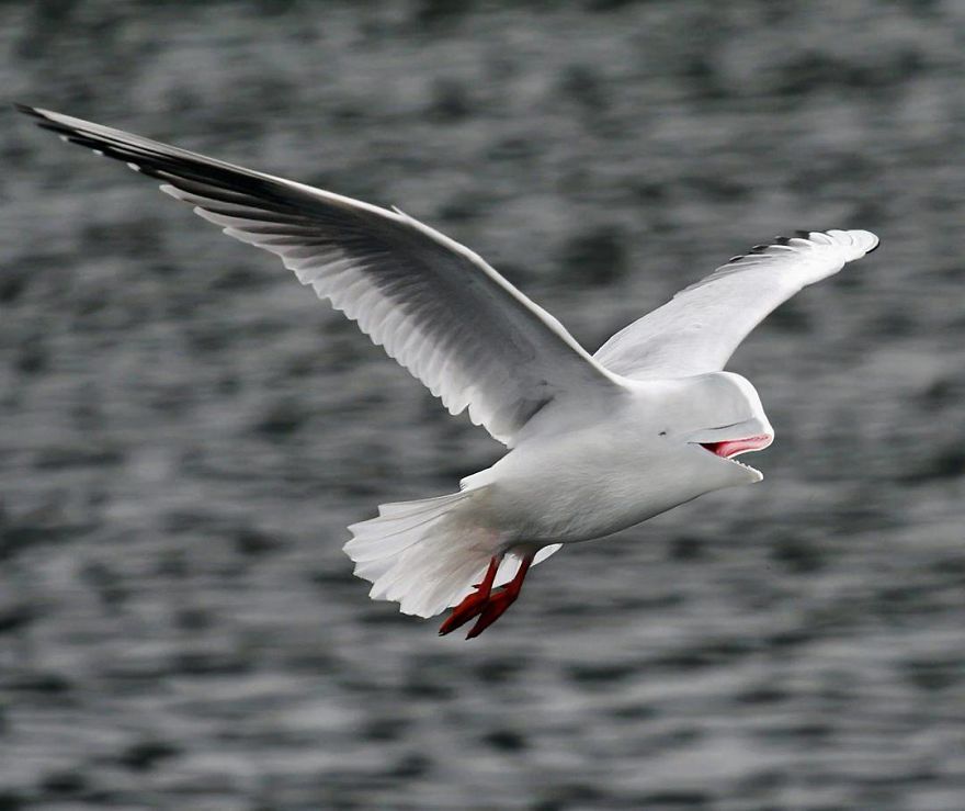 This Artist Creates New Species Of Animals With Photoshop And The Result Is Amazingly Funny