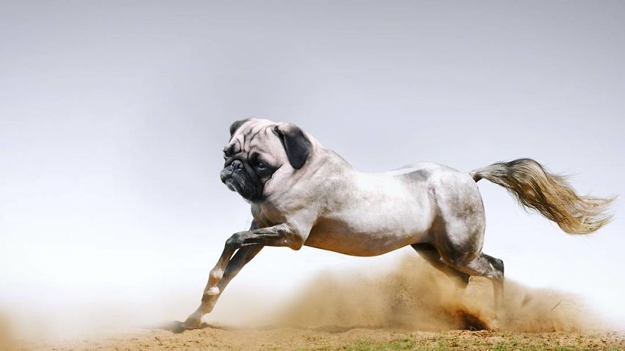 This Artist Creates New Species Of Animals With Photoshop And The Result Is Amazingly Funny