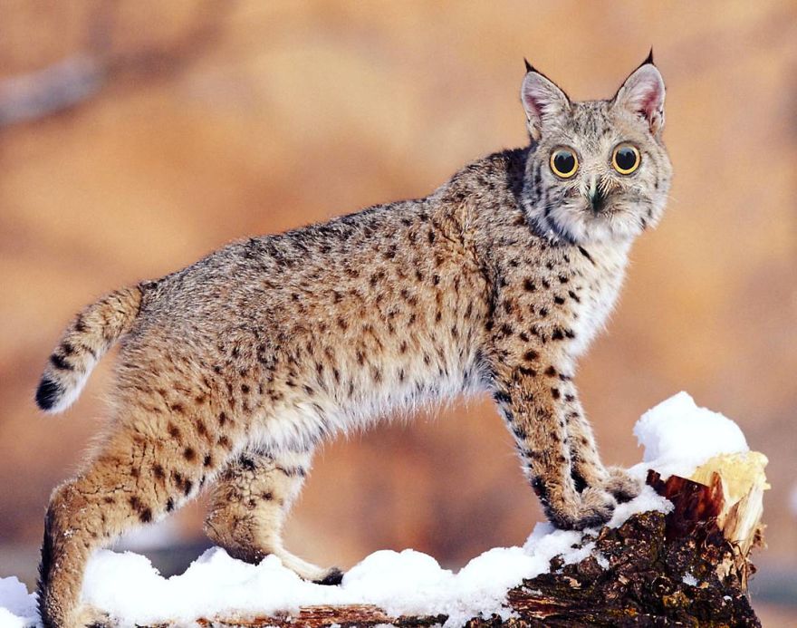 This Artist Creates New Species Of Animals With Photoshop And The Result Is Amazingly Funny