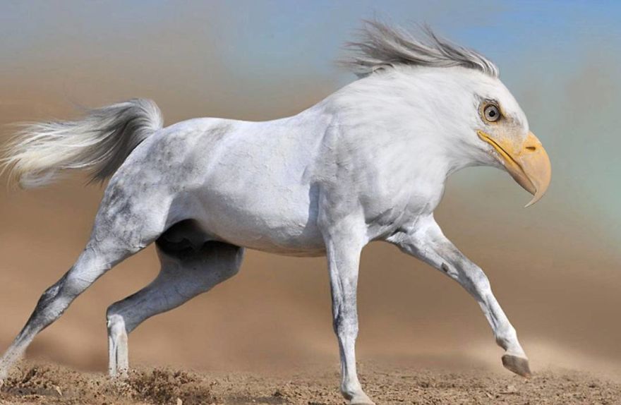 This Artist Creates New Species Of Animals With Photoshop And The Result Is Amazingly Funny