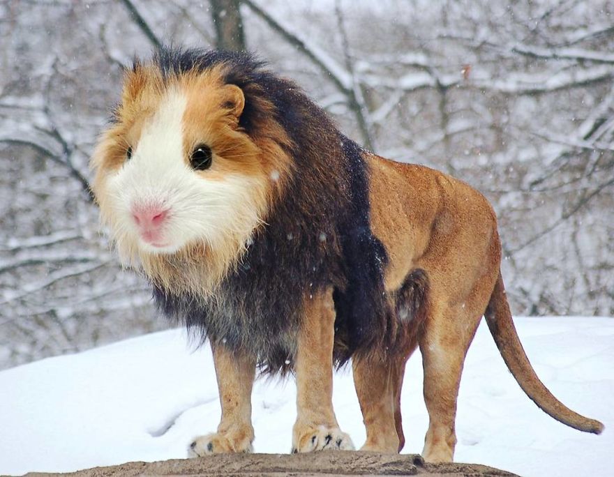 This Artist Creates New Species Of Animals With Photoshop And The Result Is Amazingly Funny