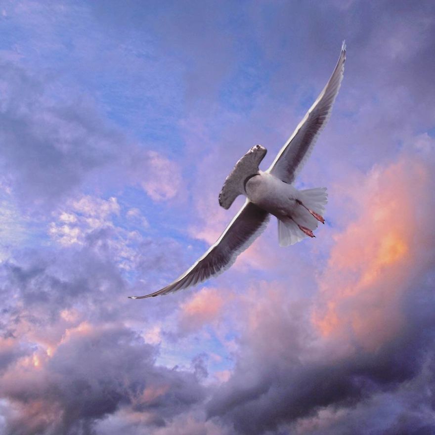 This Artist Creates New Species Of Animals With Photoshop And The Result Is Amazingly Funny