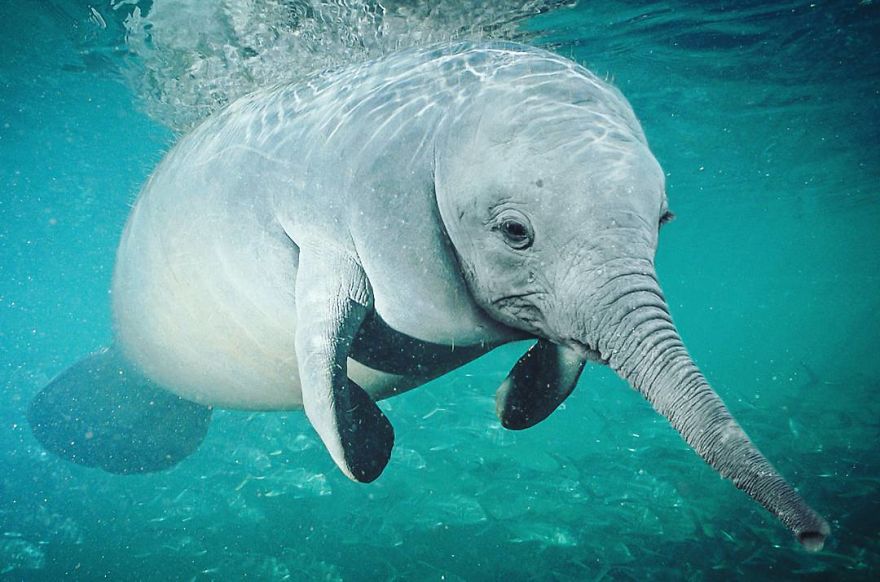 This Artist Creates New Species Of Animals With Photoshop And The Result Is Amazingly Funny