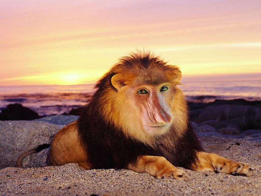 This Artist Creates New Species Of Animals With Photoshop And The Result Is Amazingly Funny