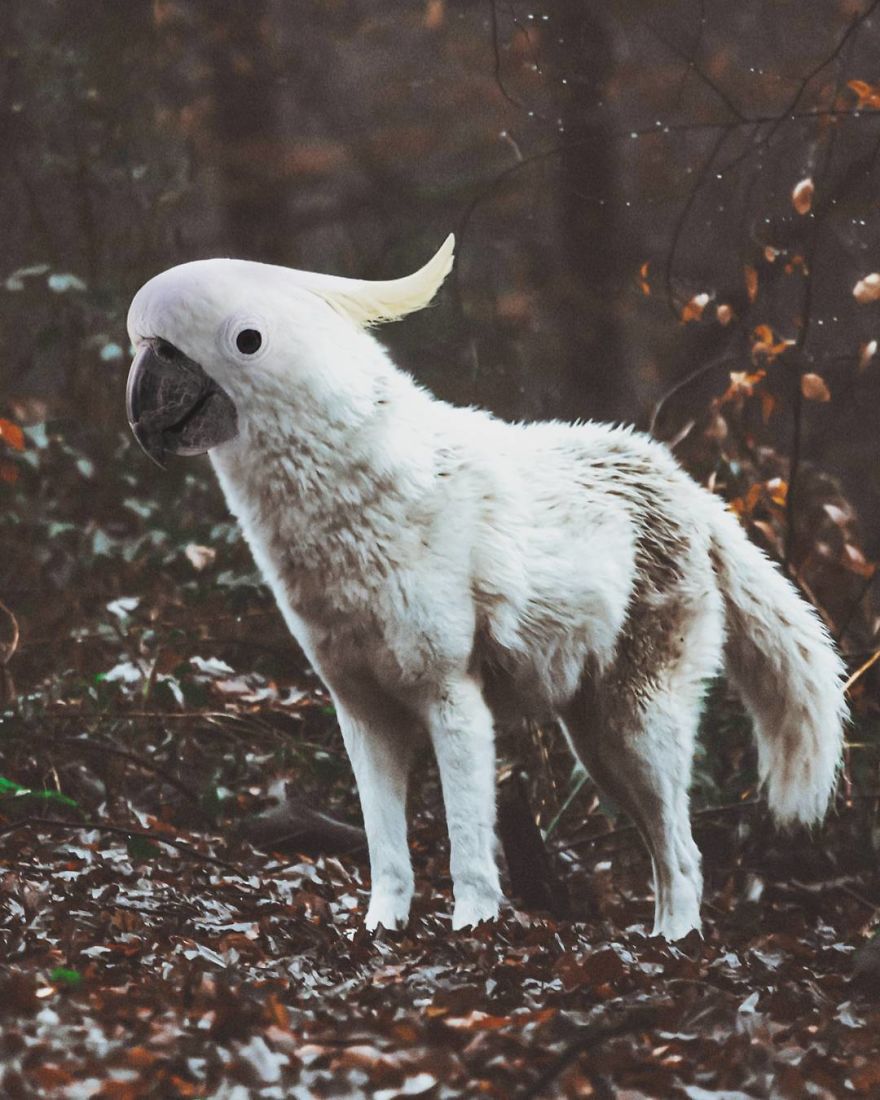 This Artist Creates New Species Of Animals With Photoshop And The Result Is Amazingly Funny