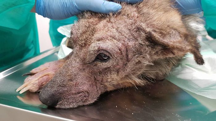 Incredible Before & After Photos Of A Traumatized Rescue Dog Show What Love And Care Can Do