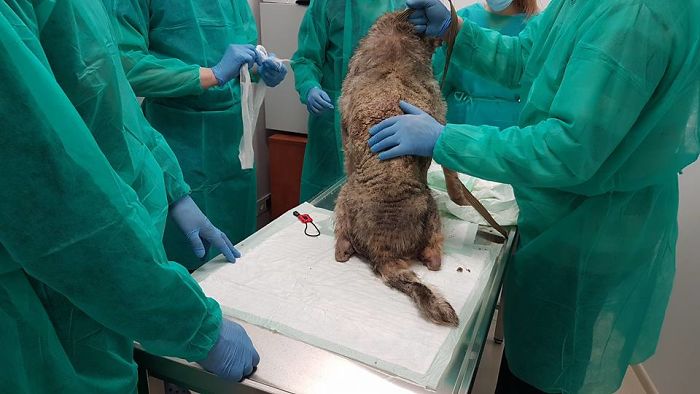 Incredible Before & After Photos Of A Traumatized Rescue Dog Show What Love And Care Can Do Incredible Before & After Photos Of A Traumatized Rescue Dog Show What Love And Care Can Do