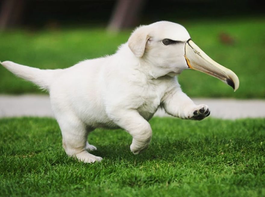 This Artist Creates New Species Of Animals With Photoshop And The Result Is Amazingly Funny