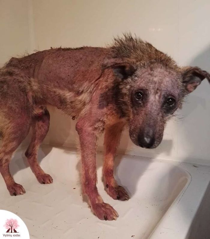 Incredible Before & After Photos Of A Traumatized Rescue Dog Show What Love And Care Can Do Incredible Before & After Photos Of A Traumatized Rescue Dog Show What Love And Care Can Do
