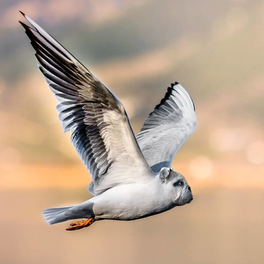 This Artist Creates New Species Of Animals With Photoshop And The Result Is Amazingly Funny