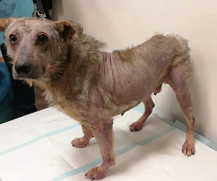 Incredible Before & After Photos Of A Traumatized Rescue Dog Show What Love And Care Can Do Incredible Before & After Photos Of A Traumatized Rescue Dog Show What Love And Care Can Do