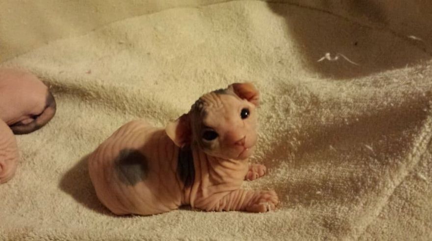Hairless Kittens Or Adorable Little Aliens