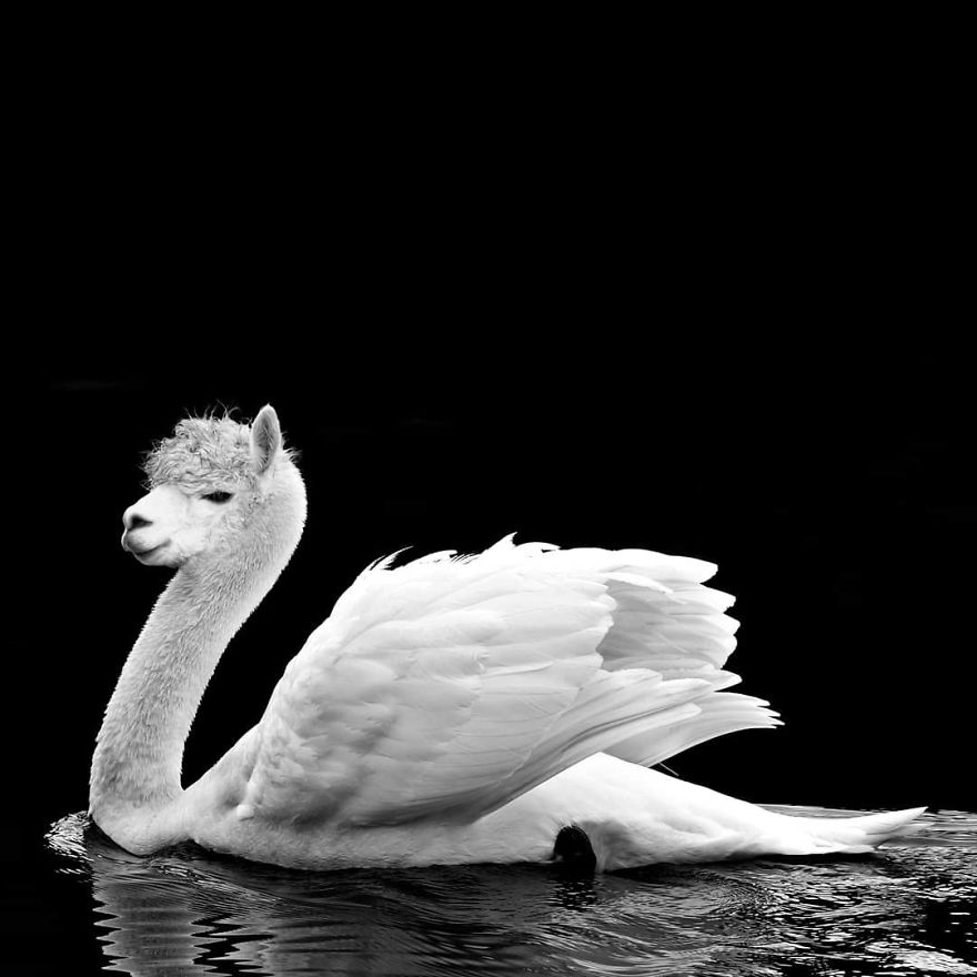 This Artist Creates New Species Of Animals With Photoshop And The Result Is Amazingly Funny