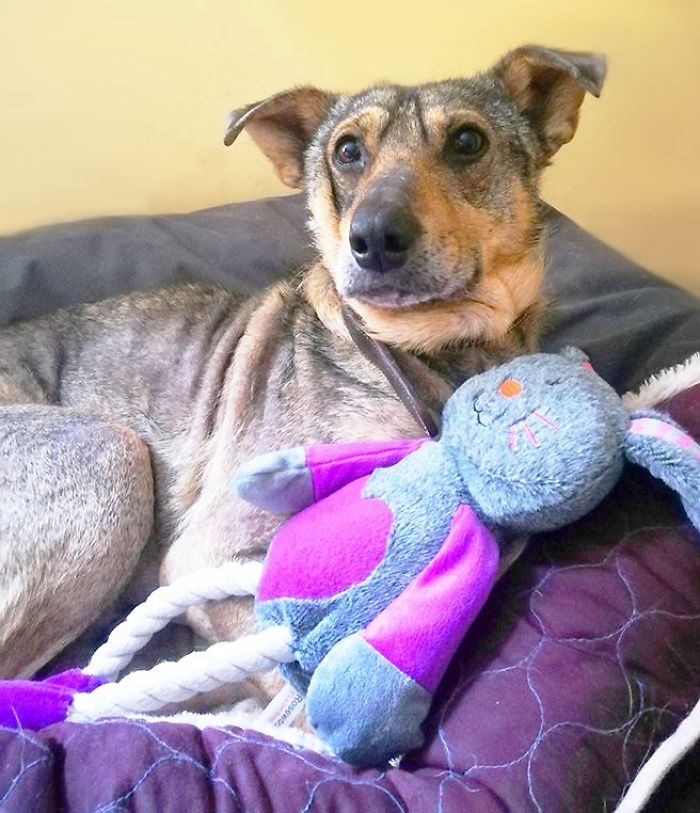 Incredible Before & After Photos Of A Traumatized Rescue Dog Show What Love And Care Can Do Incredible Before & After Photos Of A Traumatized Rescue Dog Show What Love And Care Can Do