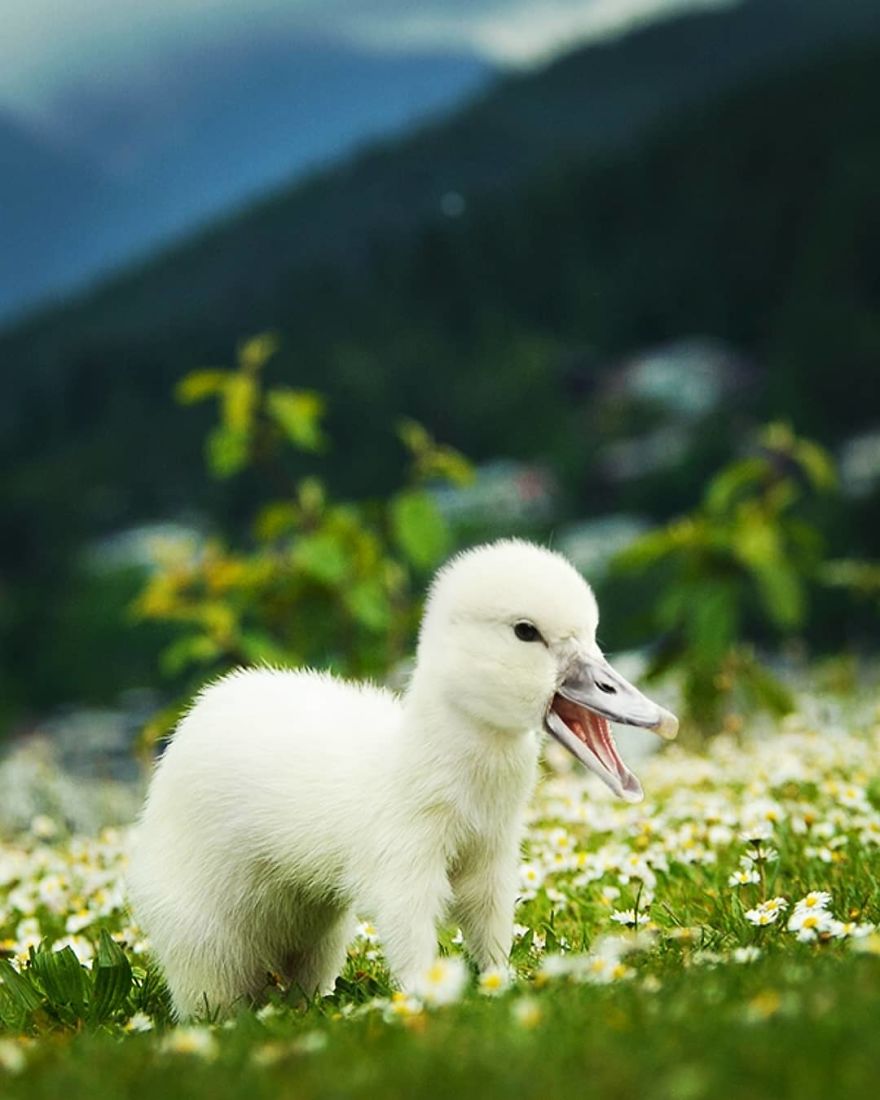 This Artist Creates New Species Of Animals With Photoshop And The Result Is Amazingly Funny