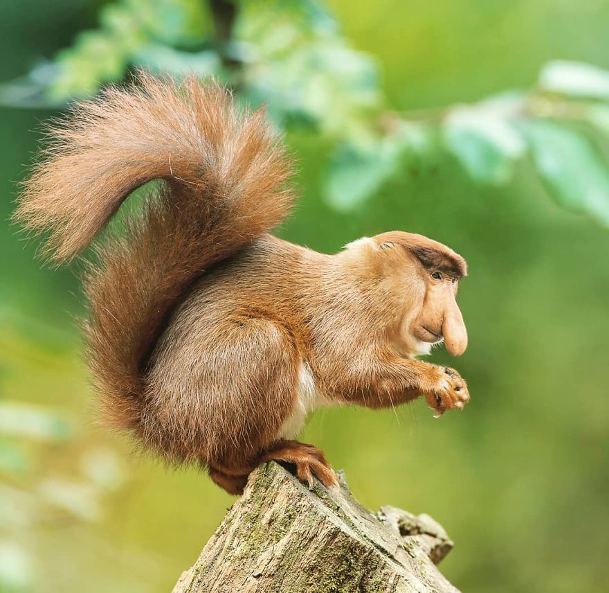 This Artist Creates New Species Of Animals With Photoshop And The Result Is Amazingly Funny