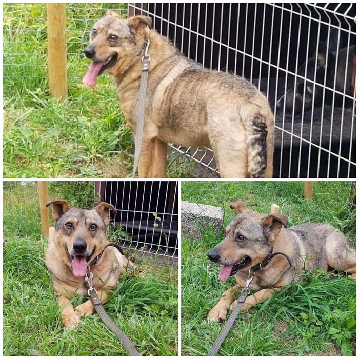 Incredible Before & After Photos Of A Traumatized Rescue Dog Show What Love And Care Can Do Incredible Before & After Photos Of A Traumatized Rescue Dog Show What Love And Care Can Do