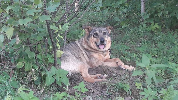 Incredible Before & After Photos Of A Traumatized Rescue Dog Show What Love And Care Can Do Incredible Before & After Photos Of A Traumatized Rescue Dog Show What Love And Care Can Do