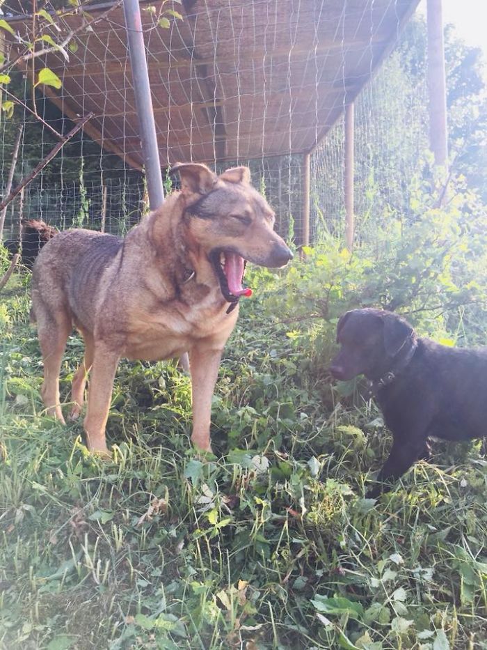Incredible Before & After Photos Of A Traumatized Rescue Dog Show What Love And Care Can Do Incredible Before & After Photos Of A Traumatized Rescue Dog Show What Love And Care Can Do