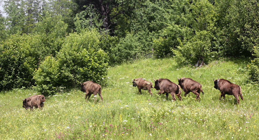 "Dragos Voda" Reserve: The Only Place In Europe Where You Can Meet Bisons In Freedom