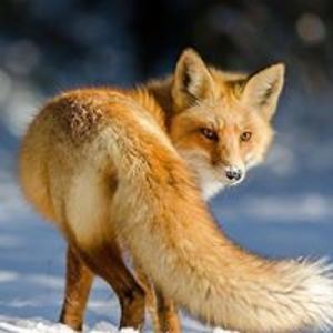 goatsandgorillas avatar