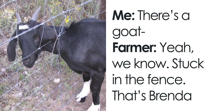 Hilariously Unbelievable Encounters With Goats That Prove They’re Actually Genius Trolls