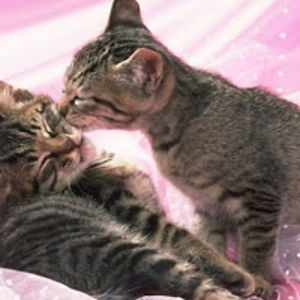 joscitobotti-silva avatar