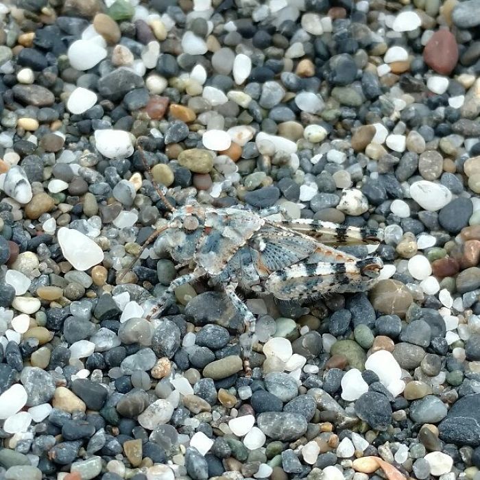 Camo Grasshopper Is The Rocks