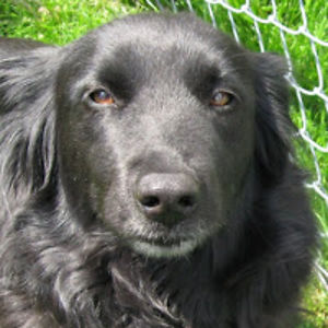 lauriestrings avatar