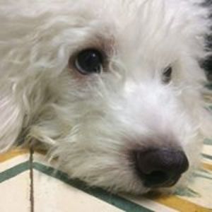 phuongphieudieu_1 avatar