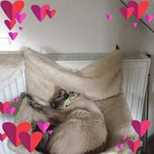 alison_perfect avatar