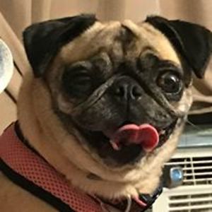 funnygirlnurse avatar