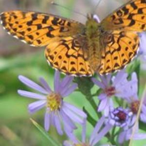 marg_roseneder avatar