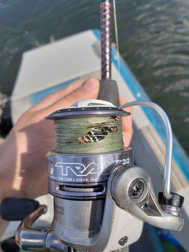 I Was Swatting At A Hornet As I Casted But It Disappeared When I Started To Reel In