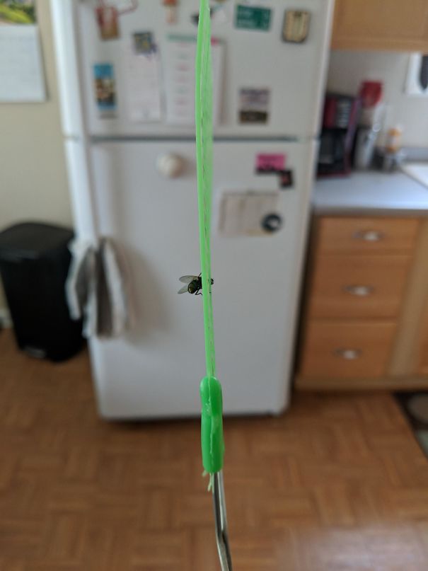 Hit This Fly Out Of Midair And Its Head Got Stuck In The Flyswatter