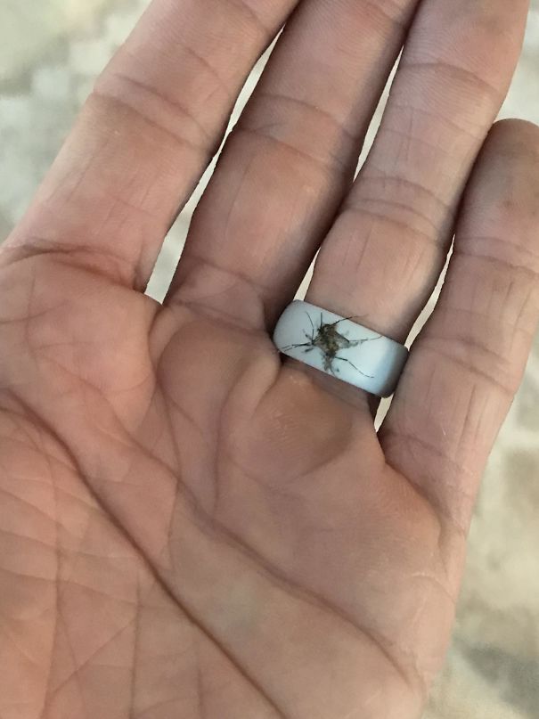 I Managed To Smash A Mosquito Without Getting Any On My Hand