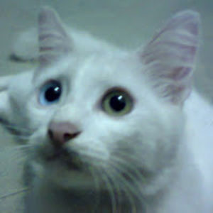 waheedayaacob avatar