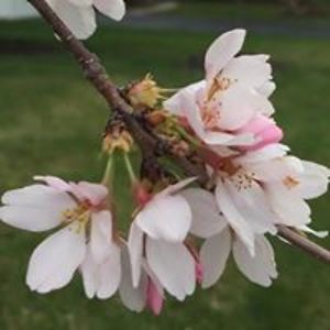 alexandrite429 avatar