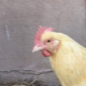 readingchicken avatar