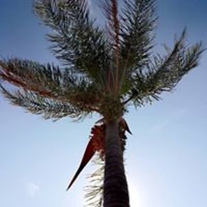 antonburger01 avatar